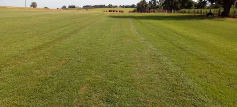 A melhor grama para sua obra